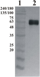 Human GFRa-1 Chicken Polyclonal Antibody