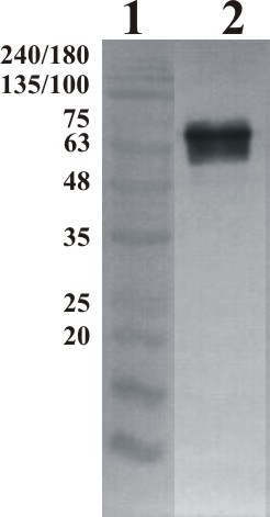 Human GFRa-2 Chicken Polyclonal Antibody
