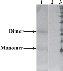 Human Neurturin Mouse Monoclonal Antibody Clone 3D12