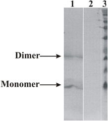 Human Neurturin Mouse Monoclonal Antibody Clone 4G8