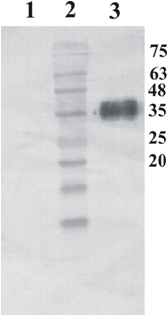 Human Artemin Mouse Monoclonal Antibody Clone 2D12