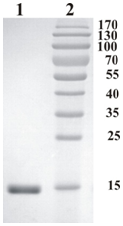 Human Recombinant CDNF Protein
