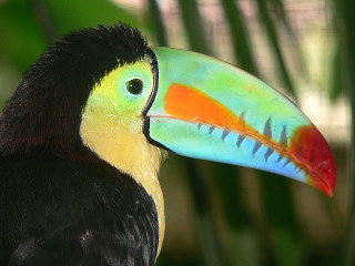 Toucan