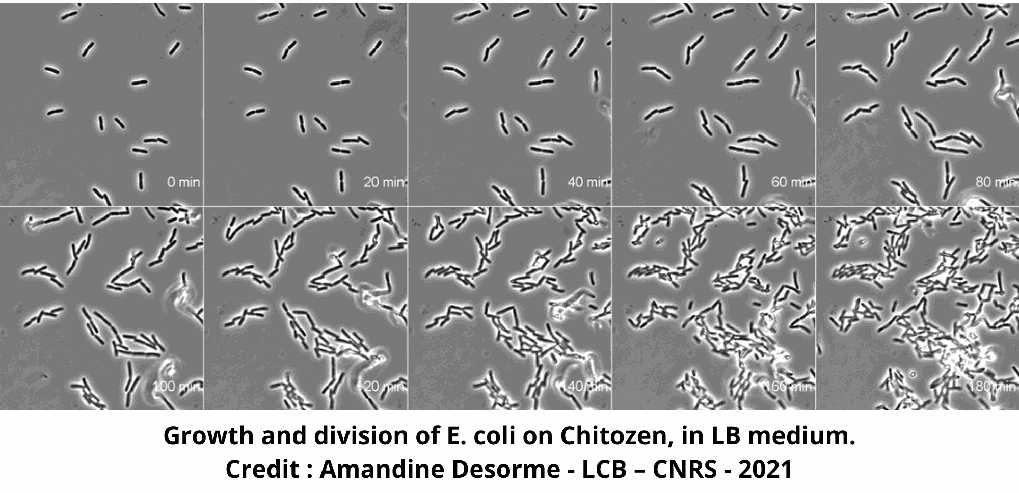 Growth of E.coli on Chitozen